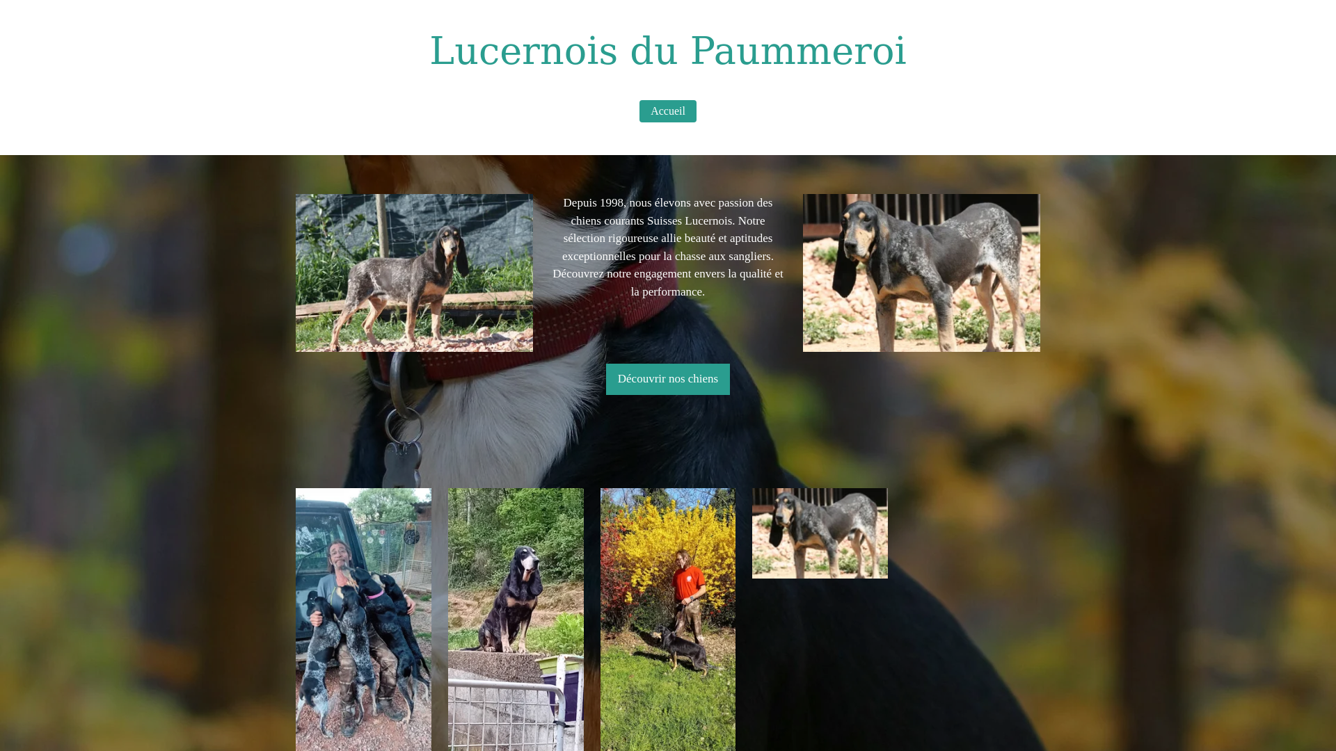 website screenshot of https://lucernoisdupaummeroi.fr/
