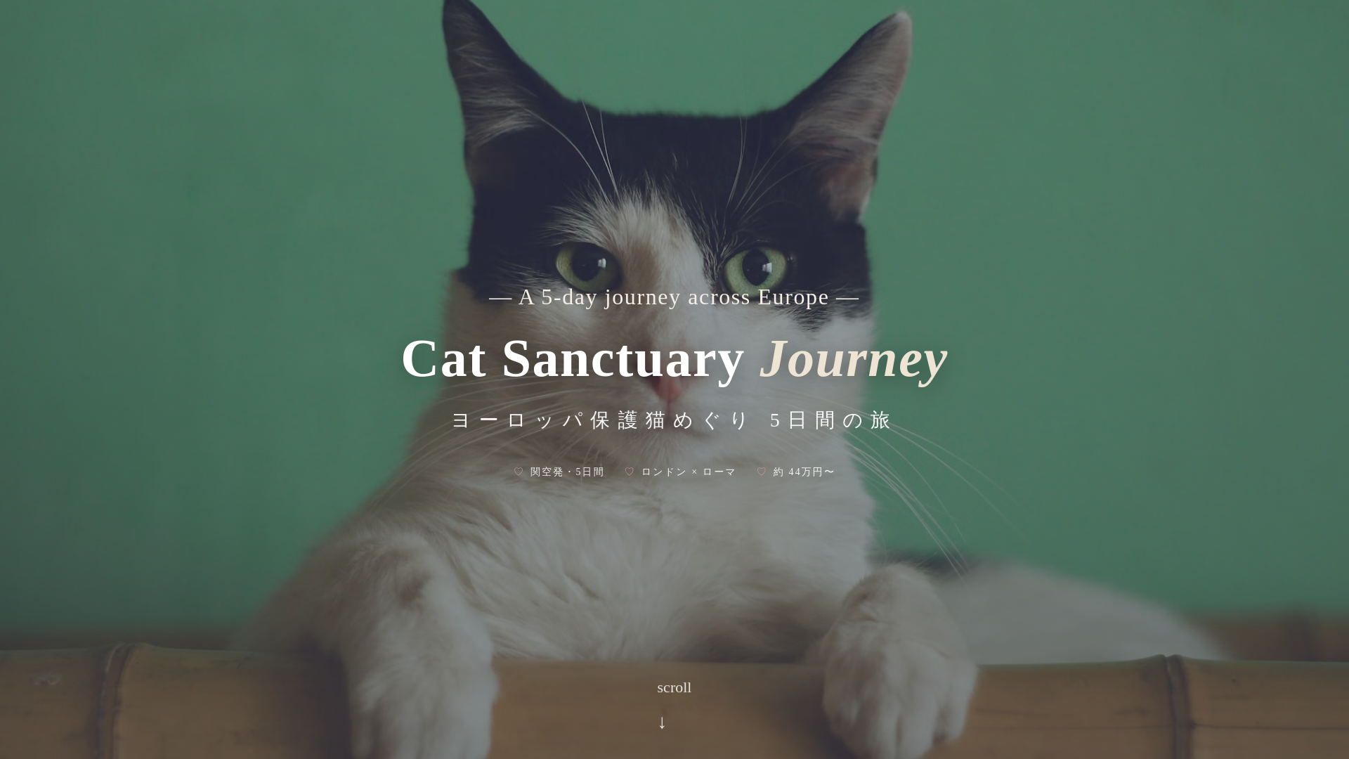 website screenshot of https://europeanrescuecat.pages.dev/
