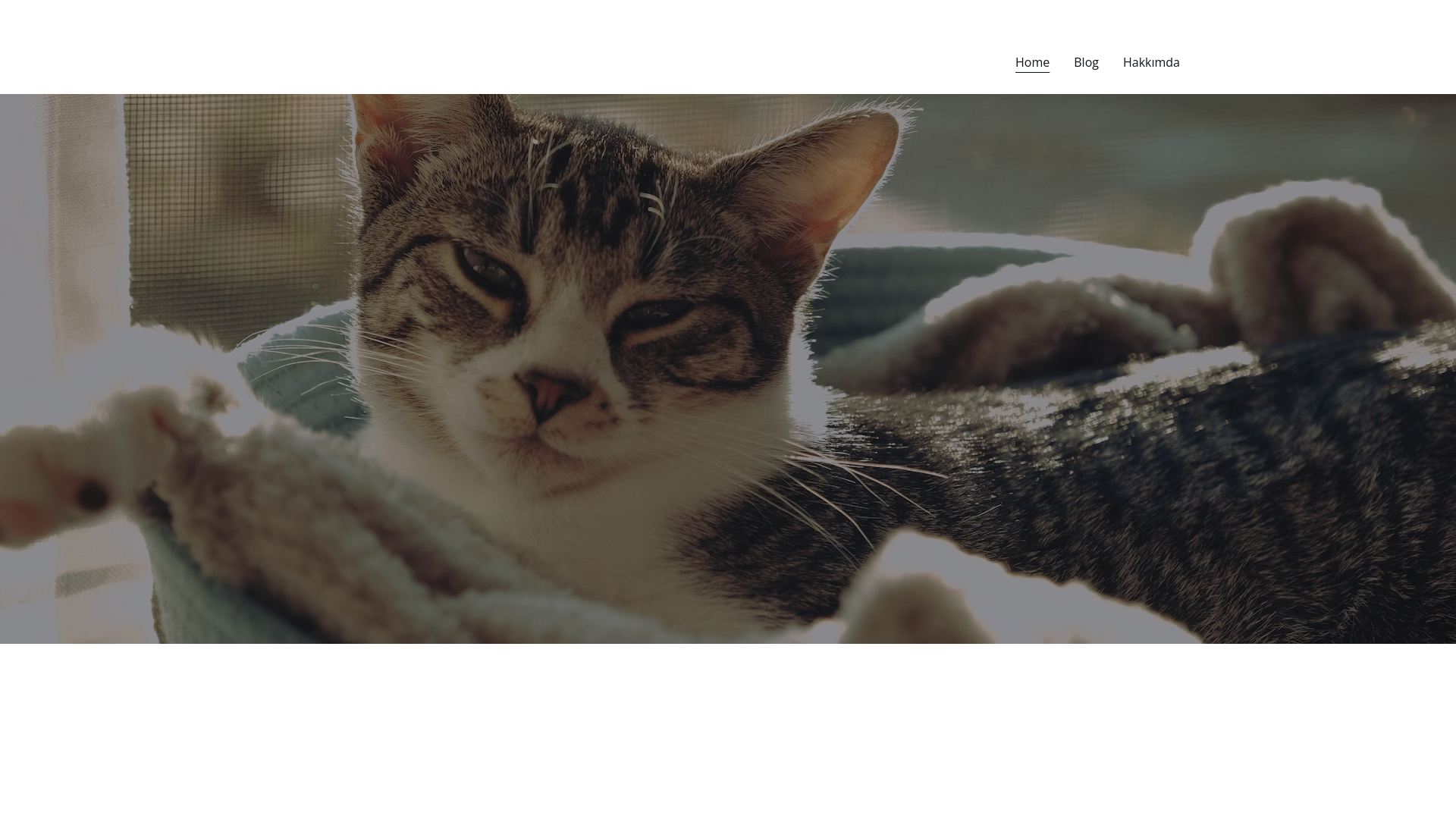website screenshot of https://pfotenkompass.org/