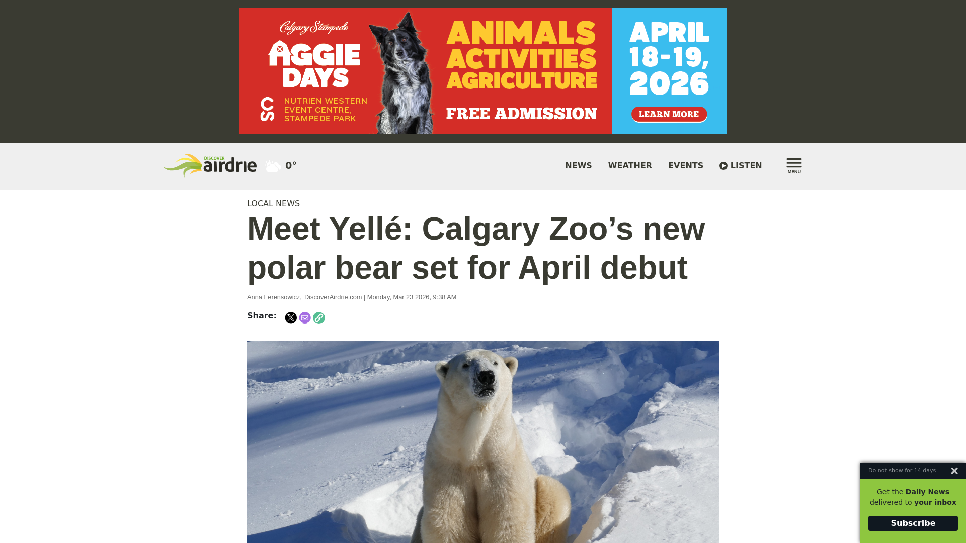 website screenshot of https://discoverairdrie.com/articles/meet-yell-calgary-zoos-new-polar-bear-set-for-april-debut