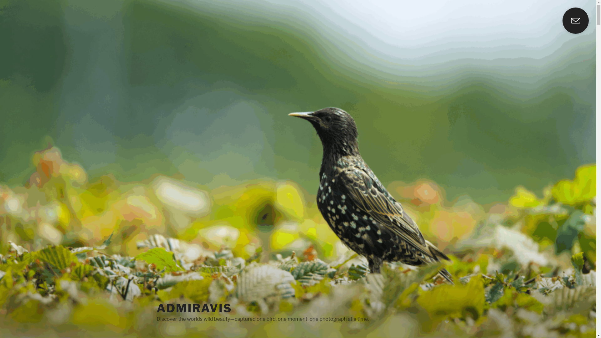website screenshot of https://admiravis.ch/