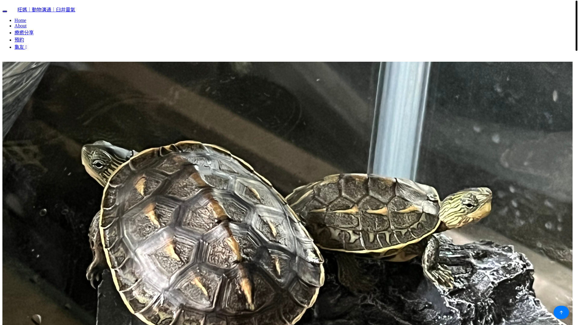 website screenshot of https://wangturtle.pages.dev/