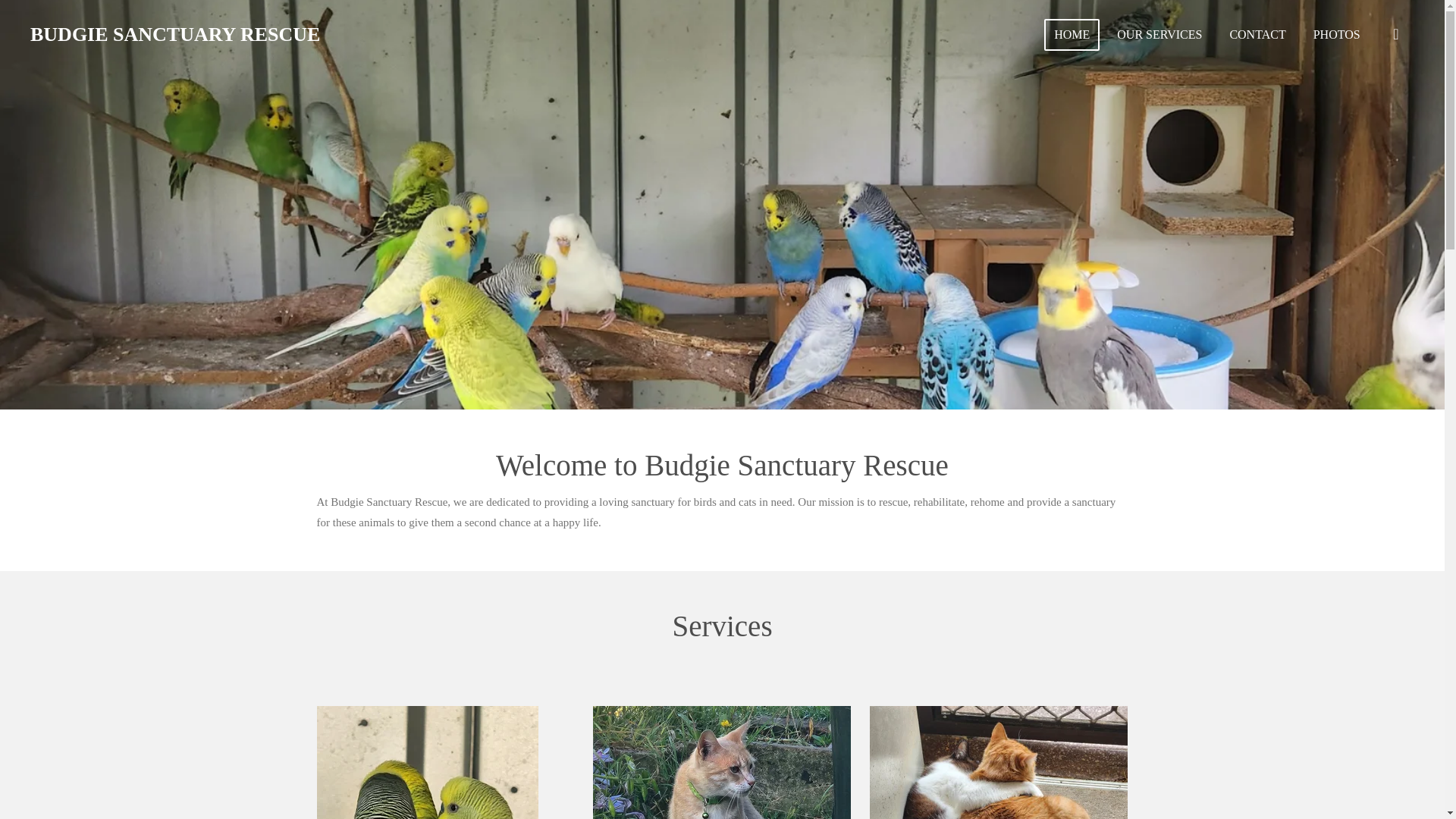 website screenshot of https://budgiesanctuaryrescue.com/