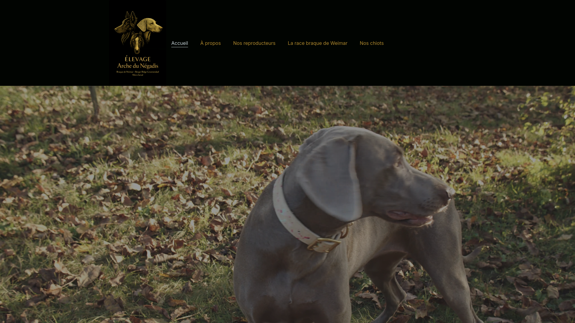 website screenshot of https://braque-de-weimar-herault.fr/