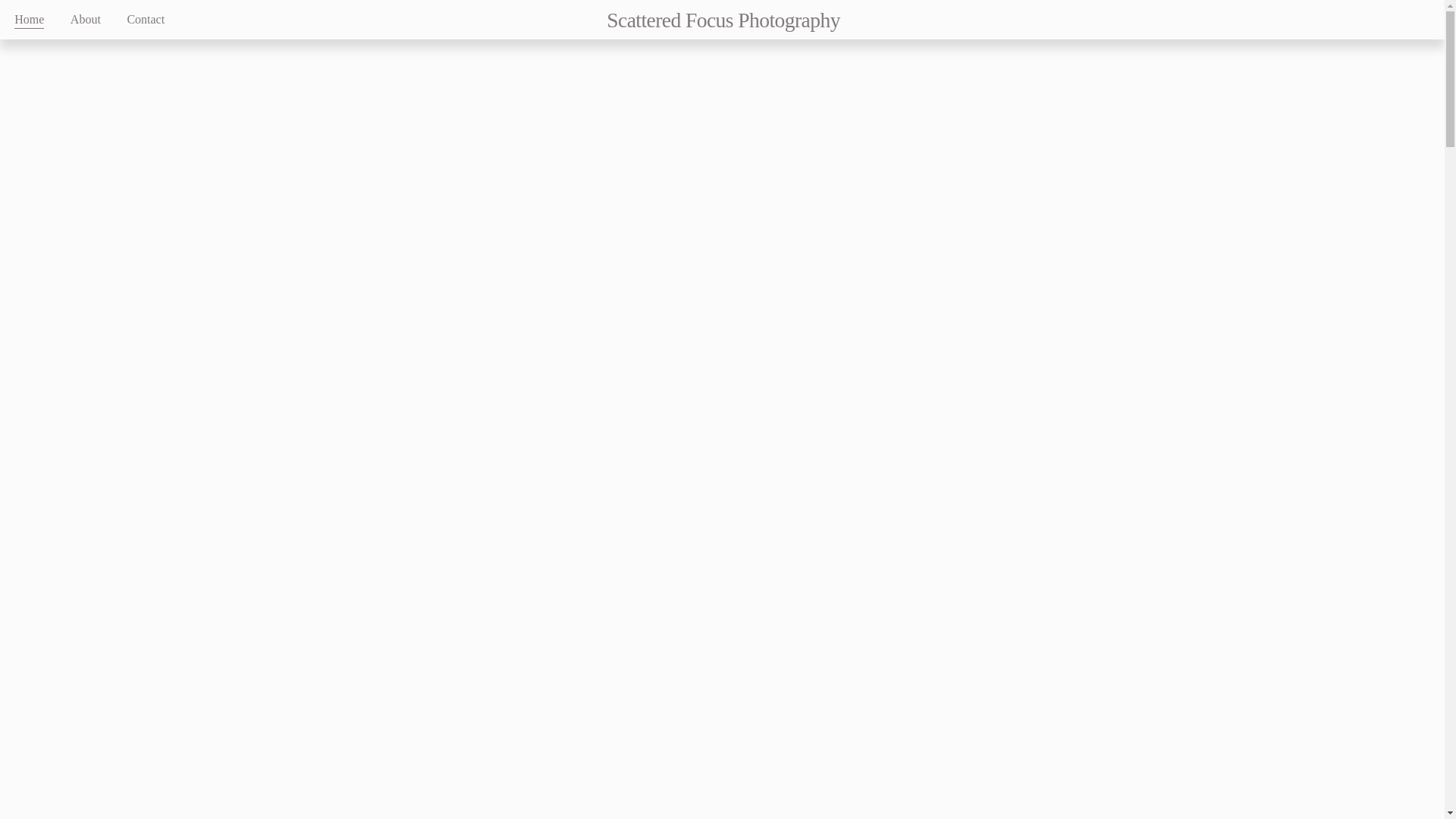 website screenshot of https://scatteredfocus.net/
