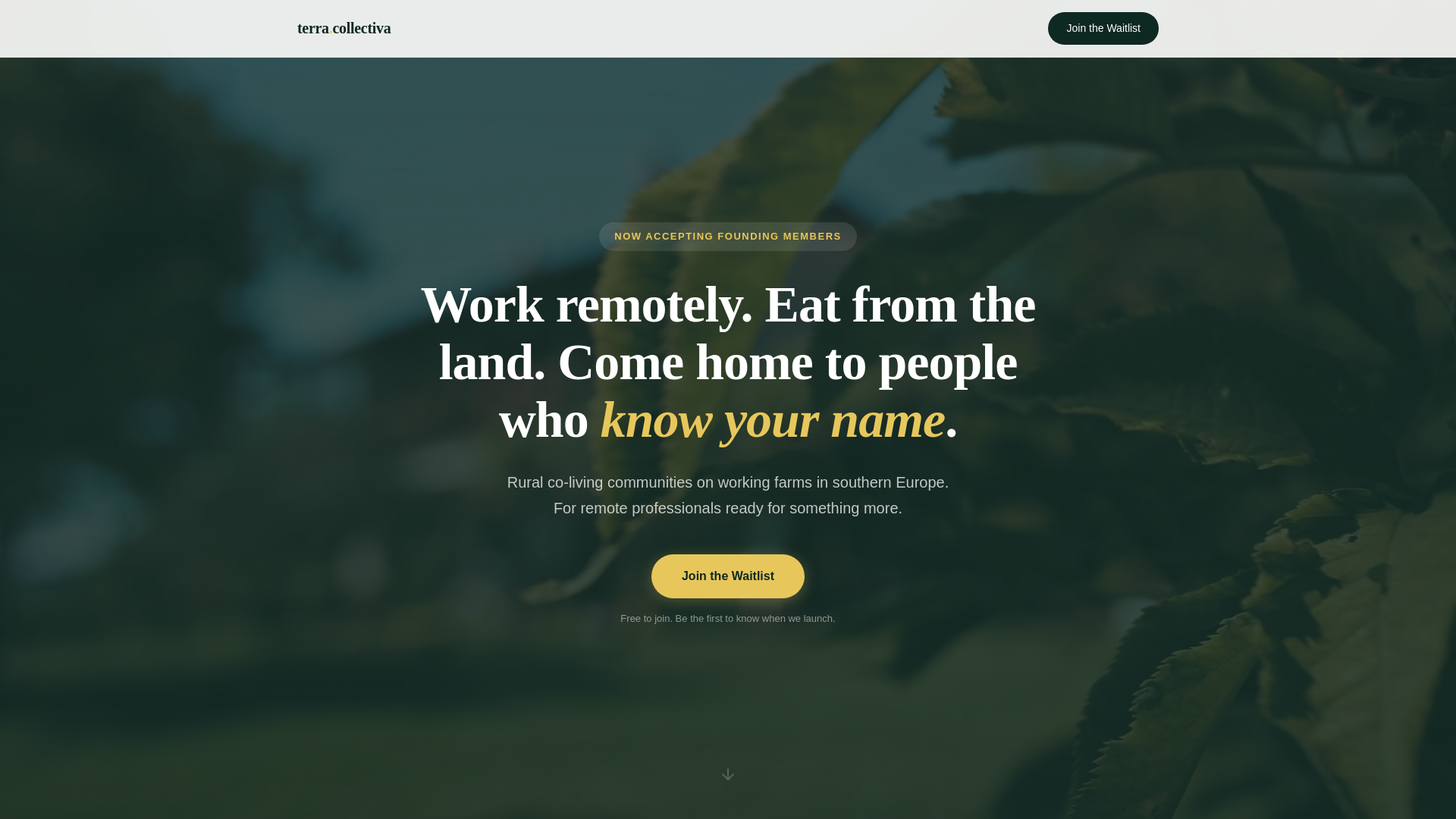 website screenshot of https://terracollectiva.com