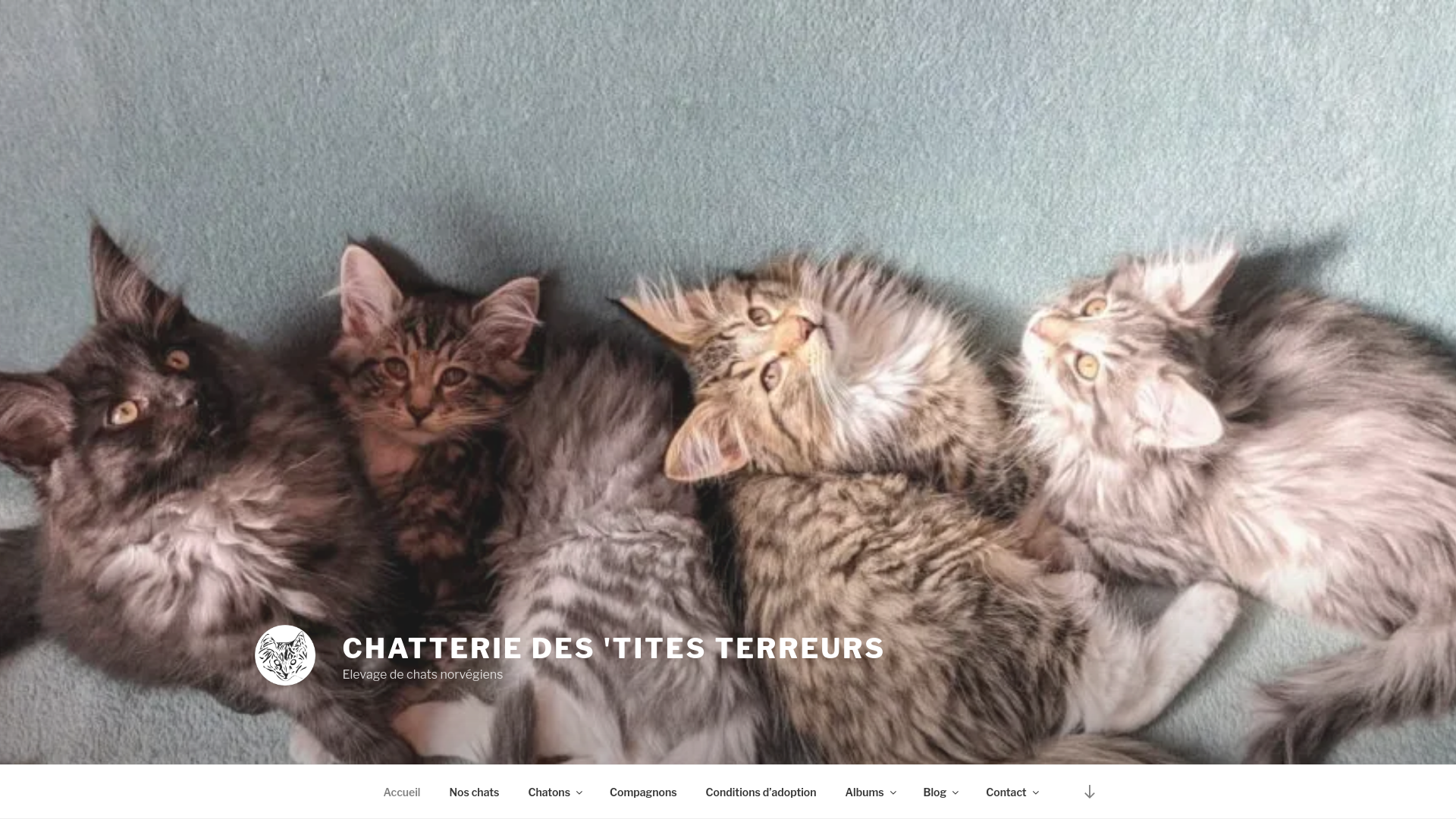 website screenshot of https://chatterie-des-tites-terreurs.fr