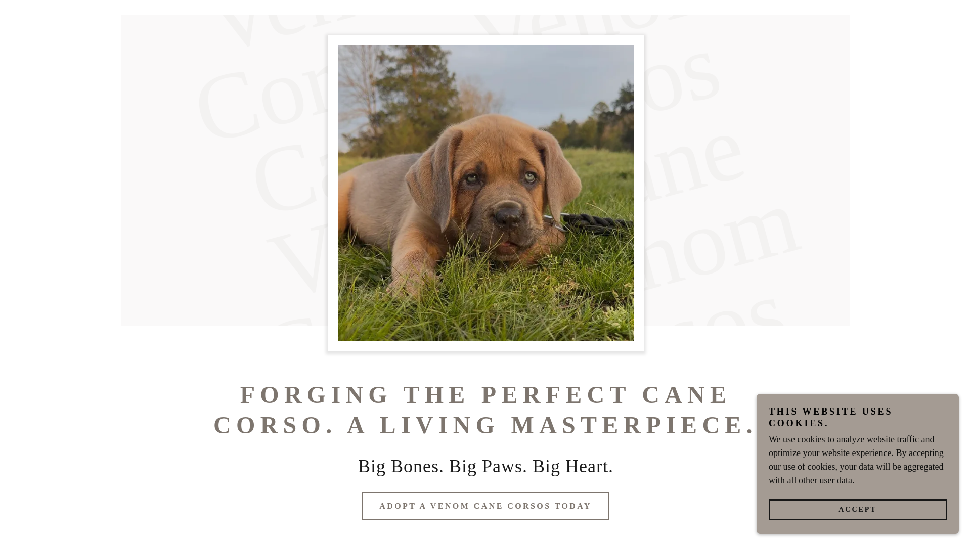 website screenshot of https://venomcanecorsos.com/