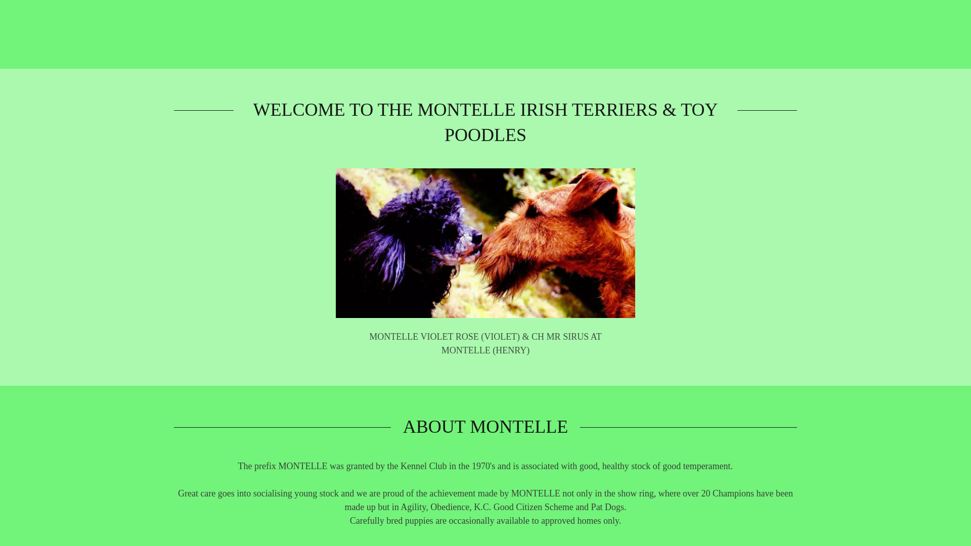 website screenshot of https://montelleirishterriersandtoypoodles.co.uk/