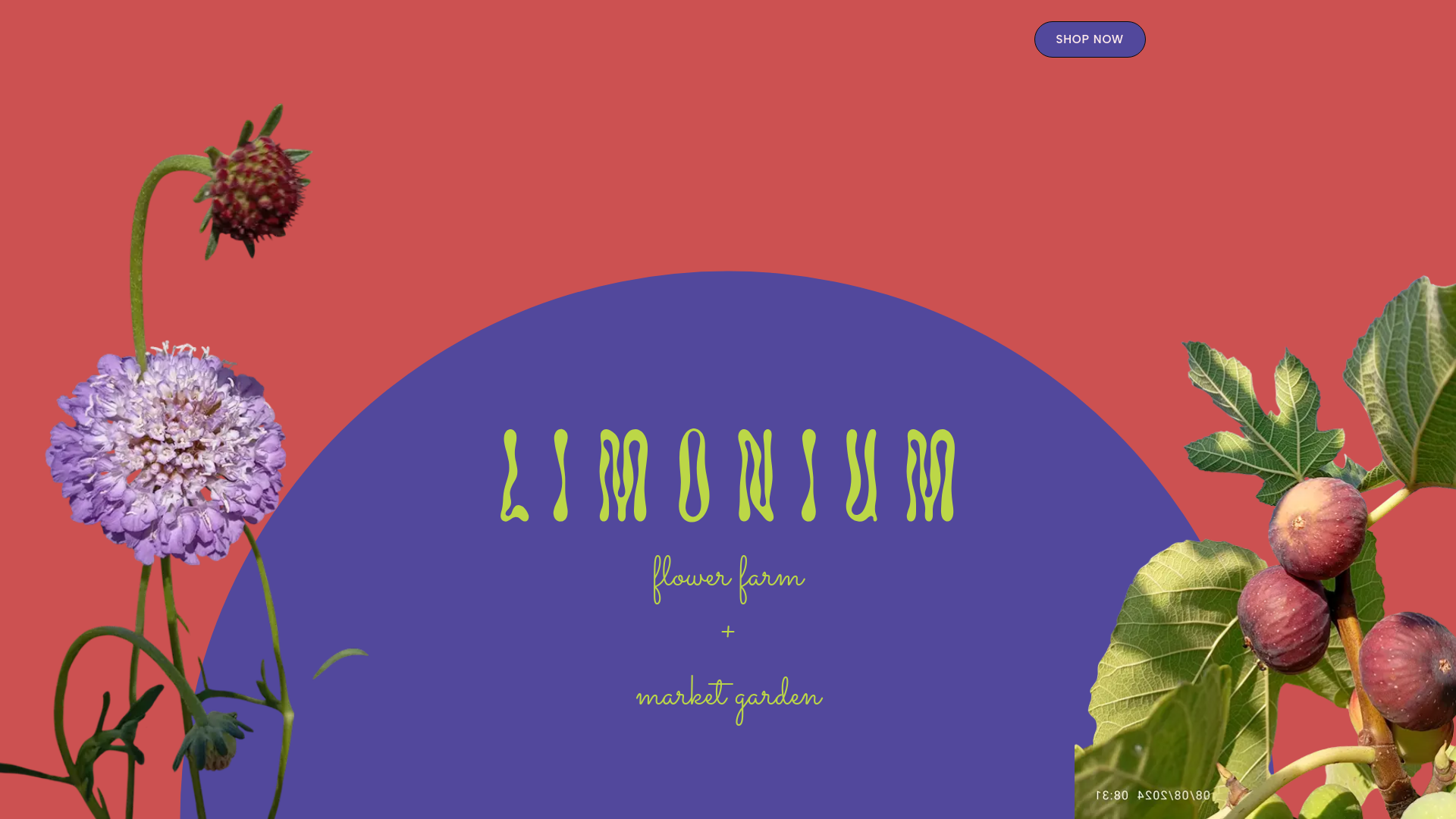 website screenshot of https://limonium-c7c.pages.dev/