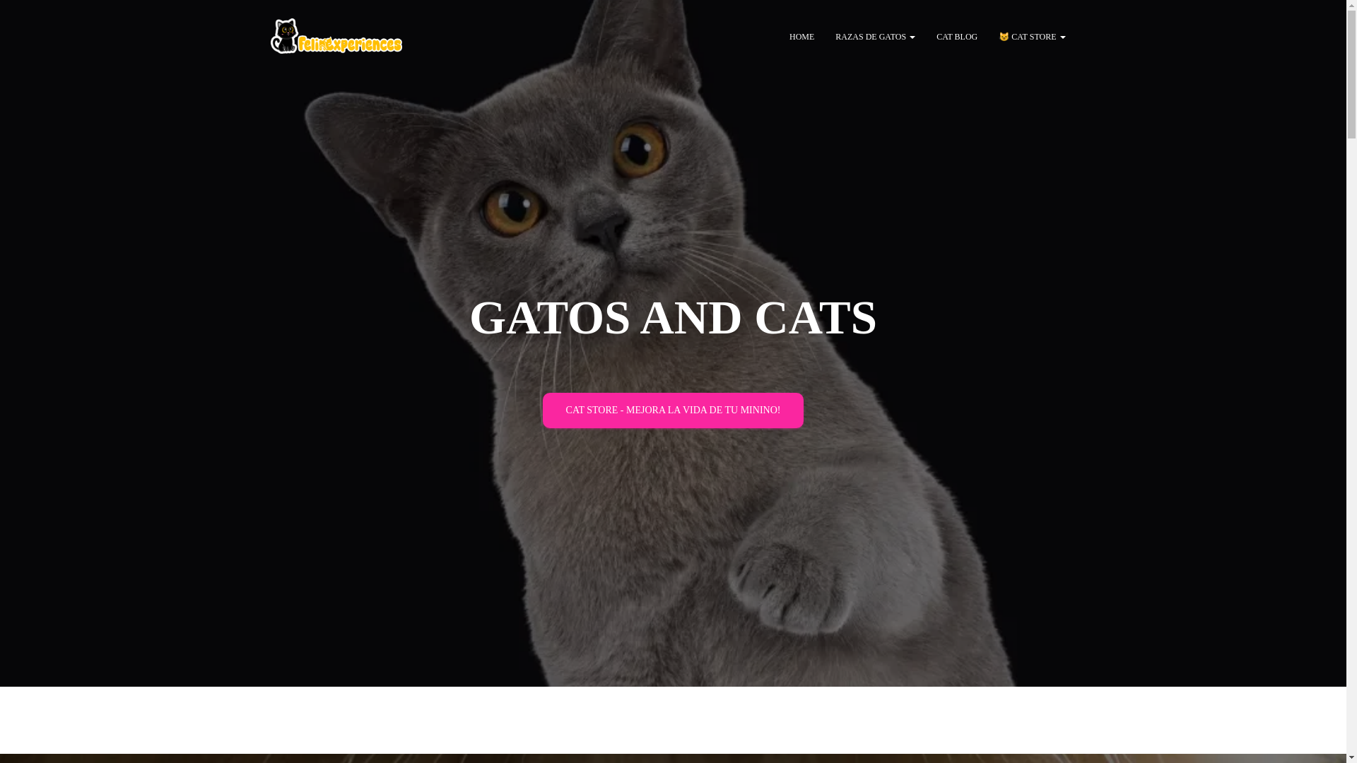 website screenshot of https://felinexperiences.online/