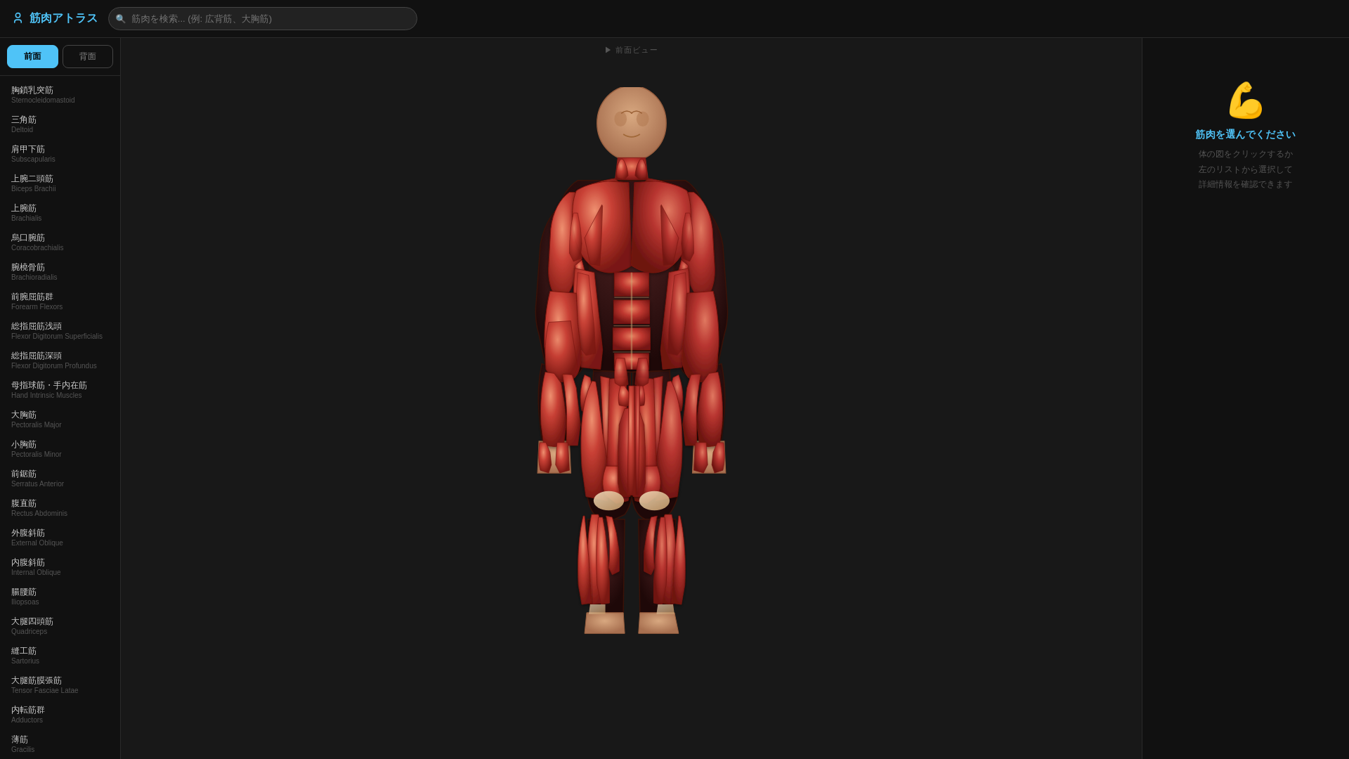 website screenshot of https://muscle-atlas-mobile-html.pages.dev/