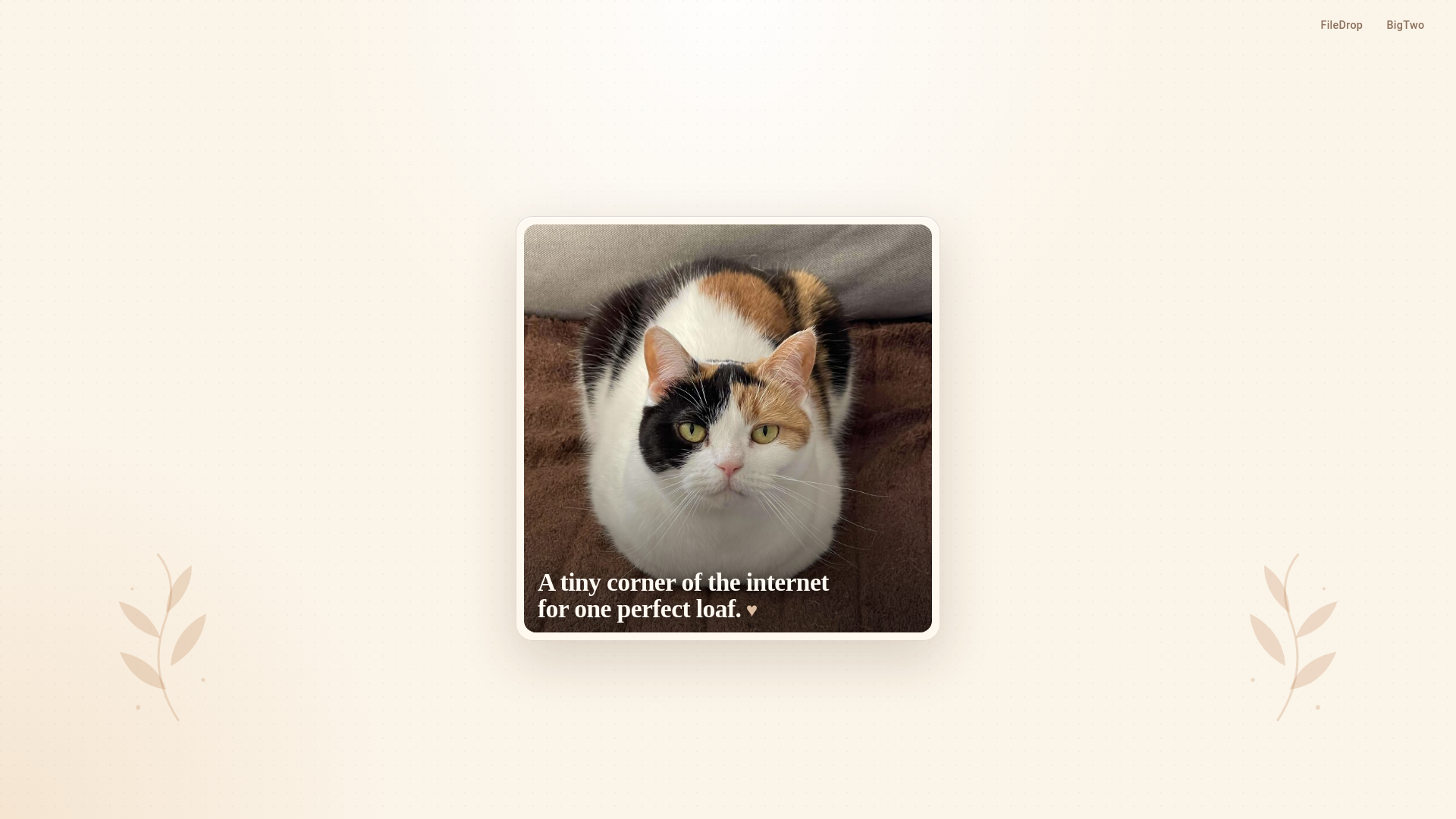 website screenshot of https://cutecalico.com/
