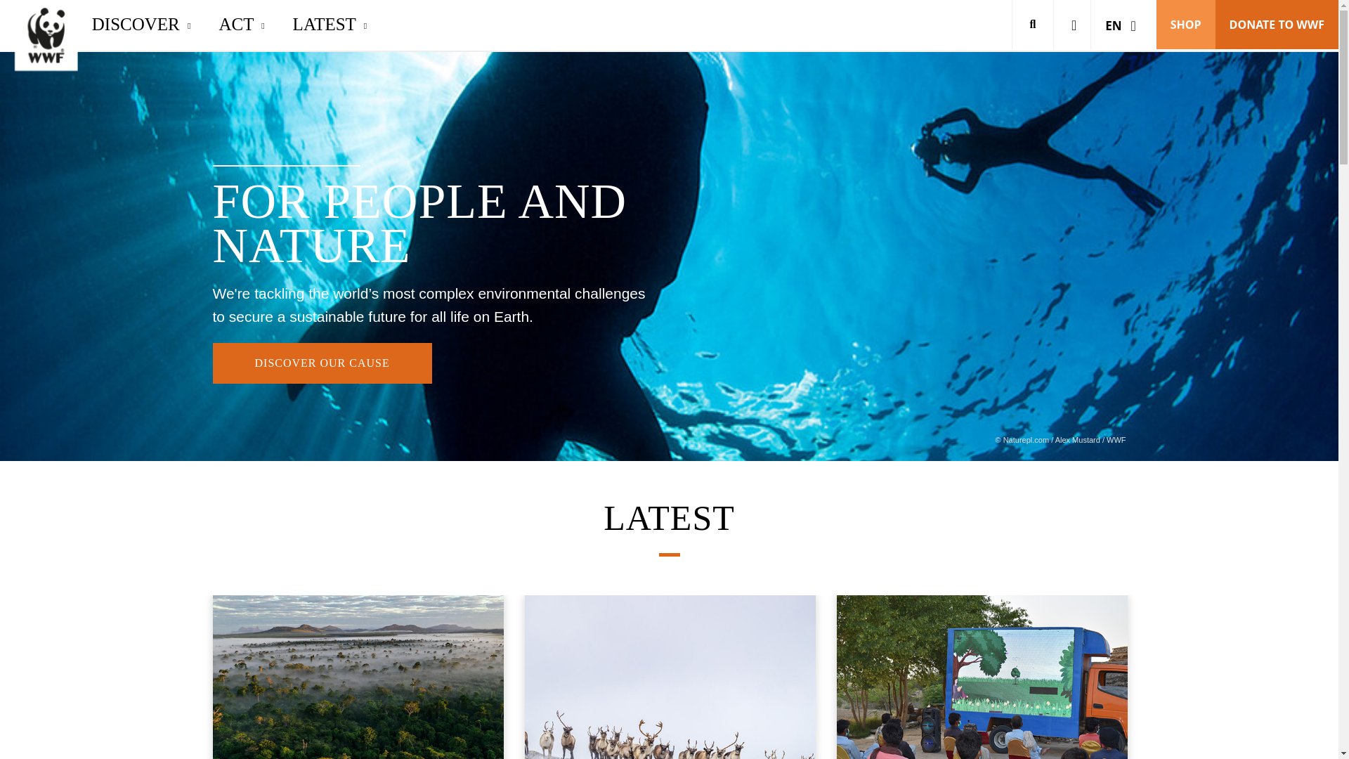 website screenshot of https://wwfpandaorg.pages.dev/