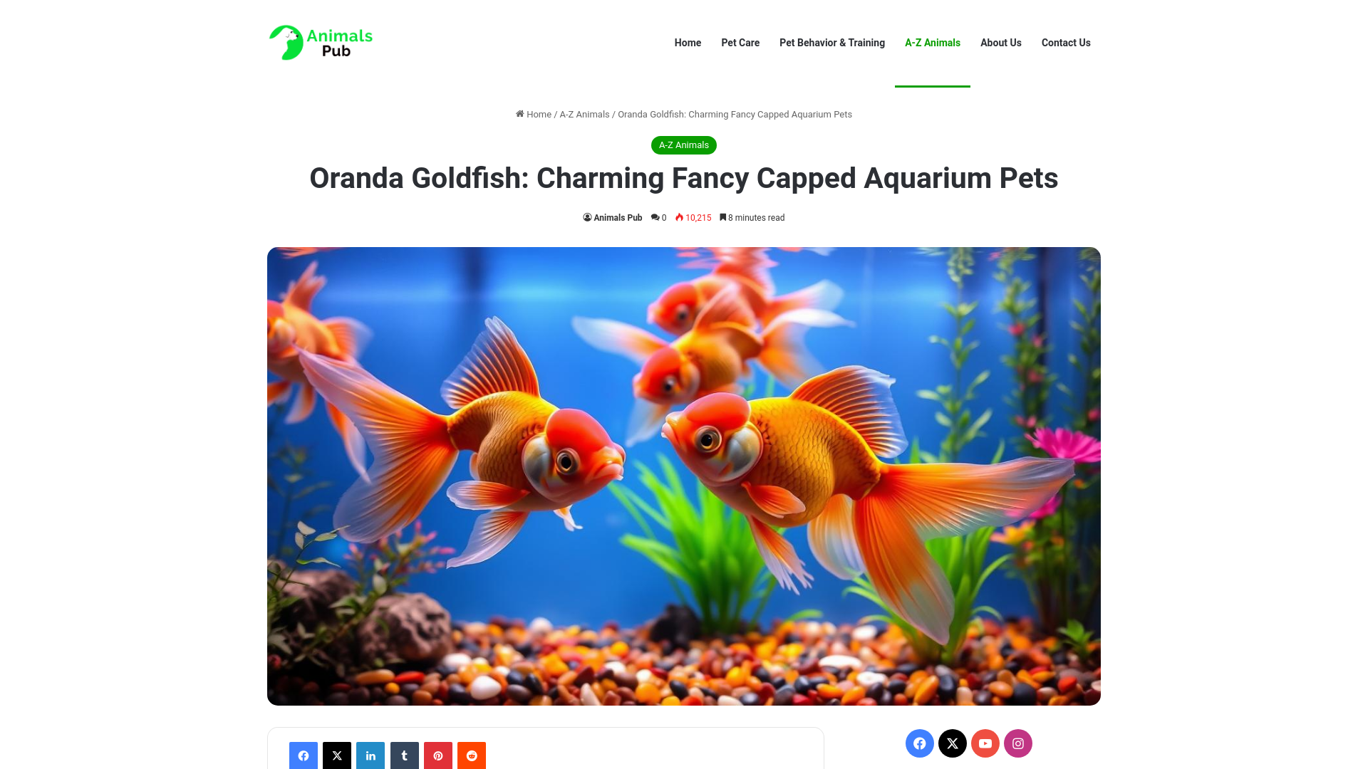 website screenshot of https://www.animalspub.com/oranda-goldfish/