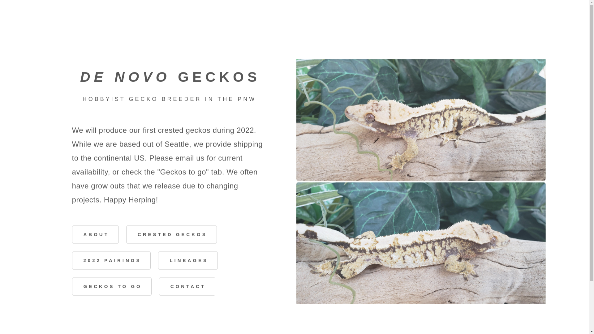 website screenshot of https://denovogecko.com/
