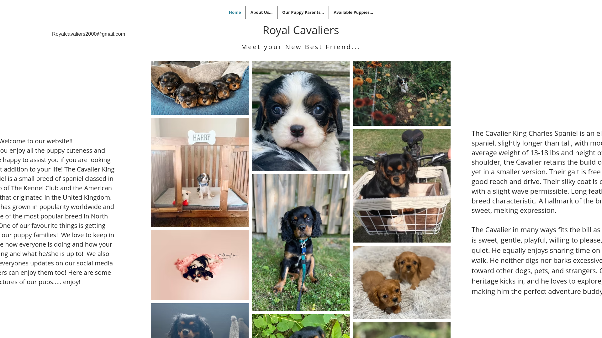 website screenshot of https://royalcavalierspaniels.ca/