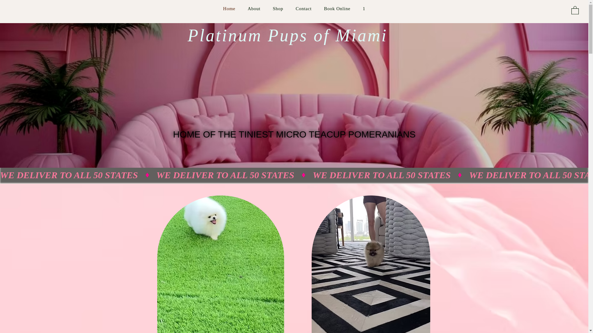 website screenshot of https://platinumpupsofmiami.com/