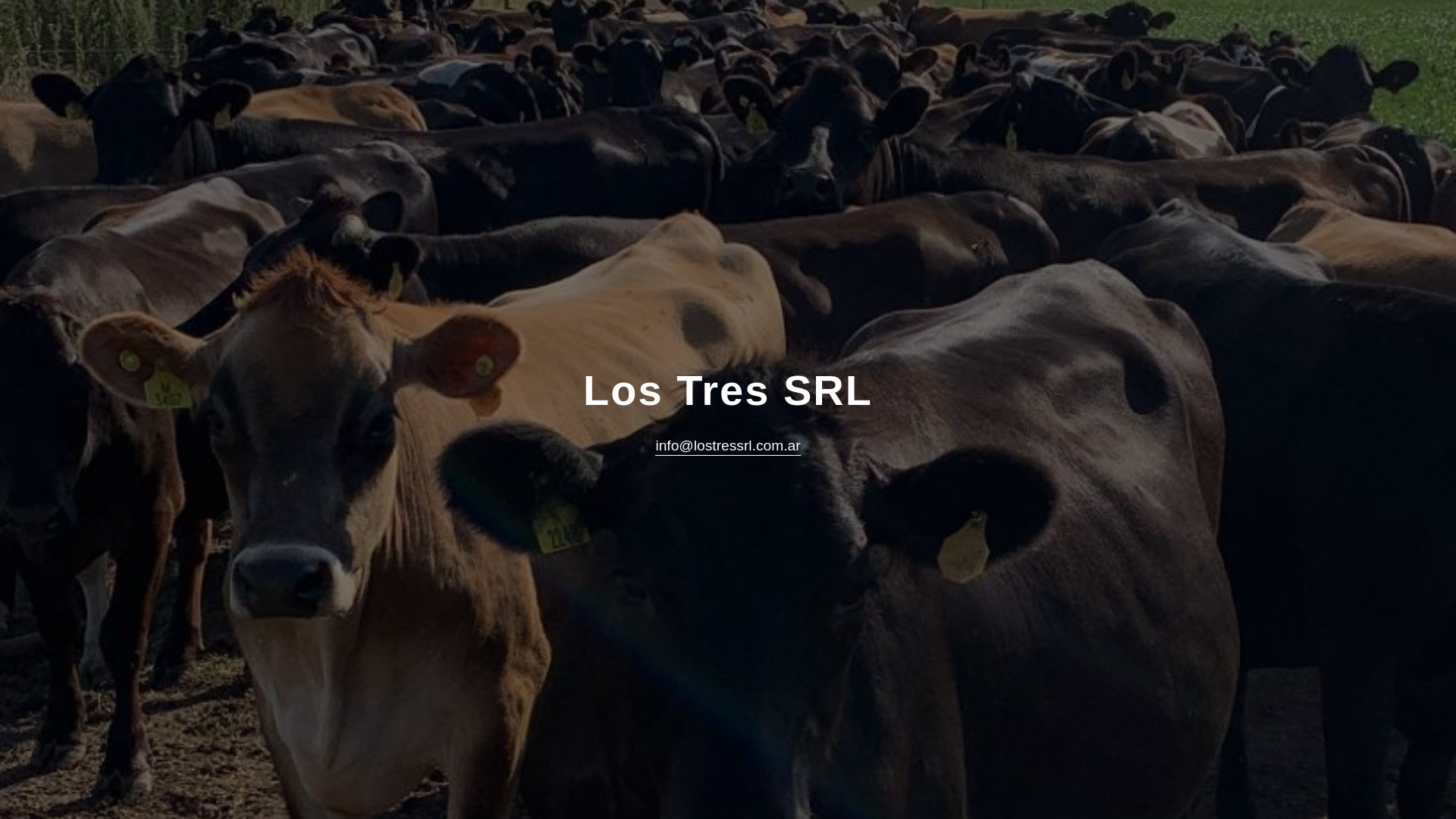 website screenshot of https://lostressrl.com.ar