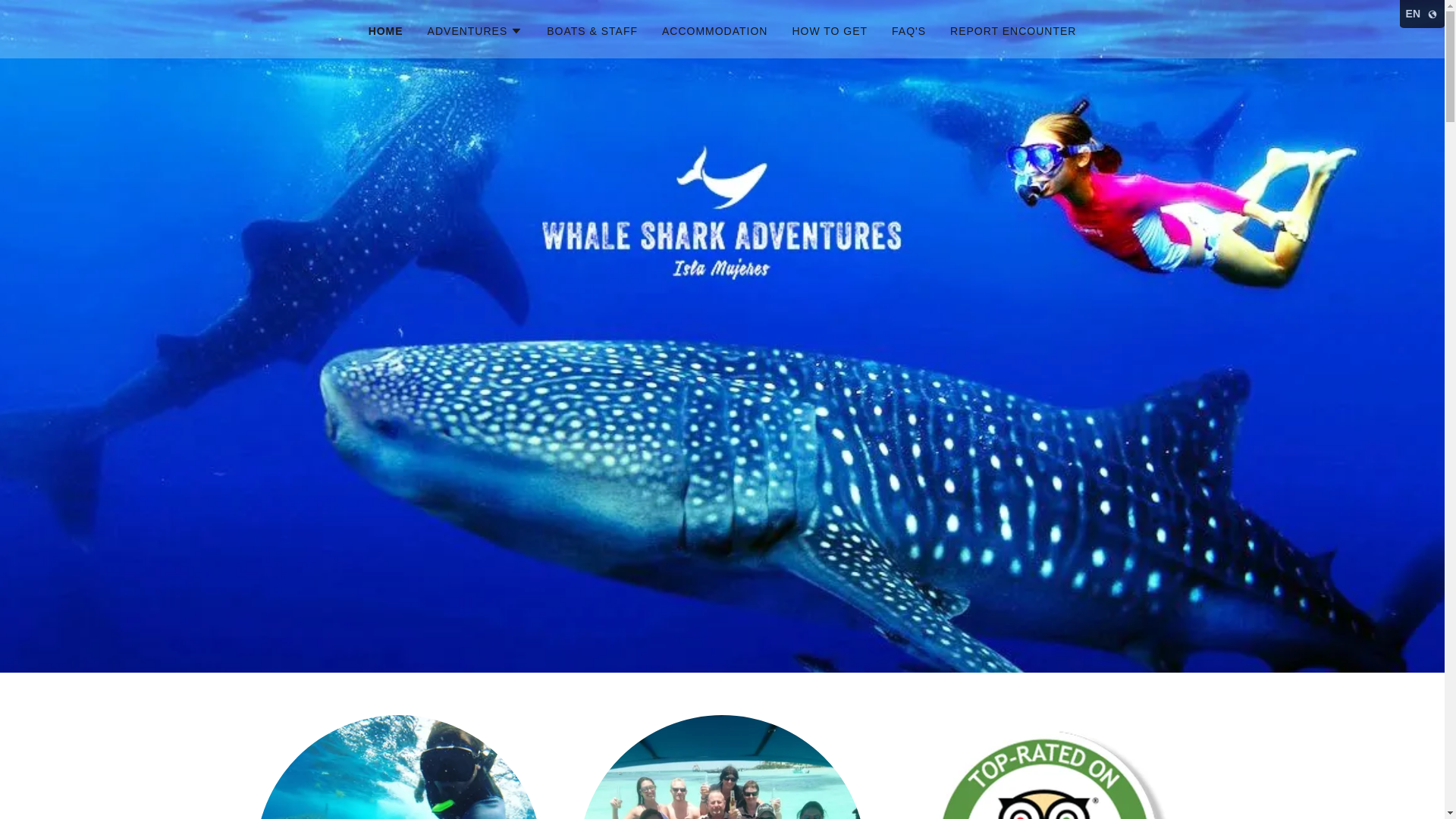website screenshot of https://islamujereswhalesharkadventures.com/