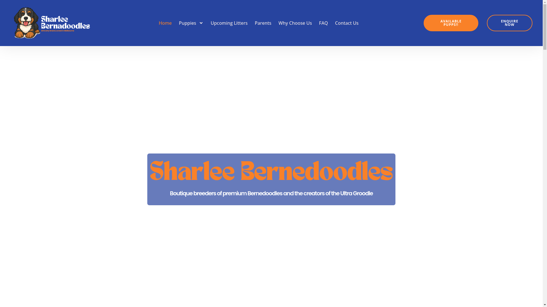 website screenshot of https://bernedoodlemanor.com.au/