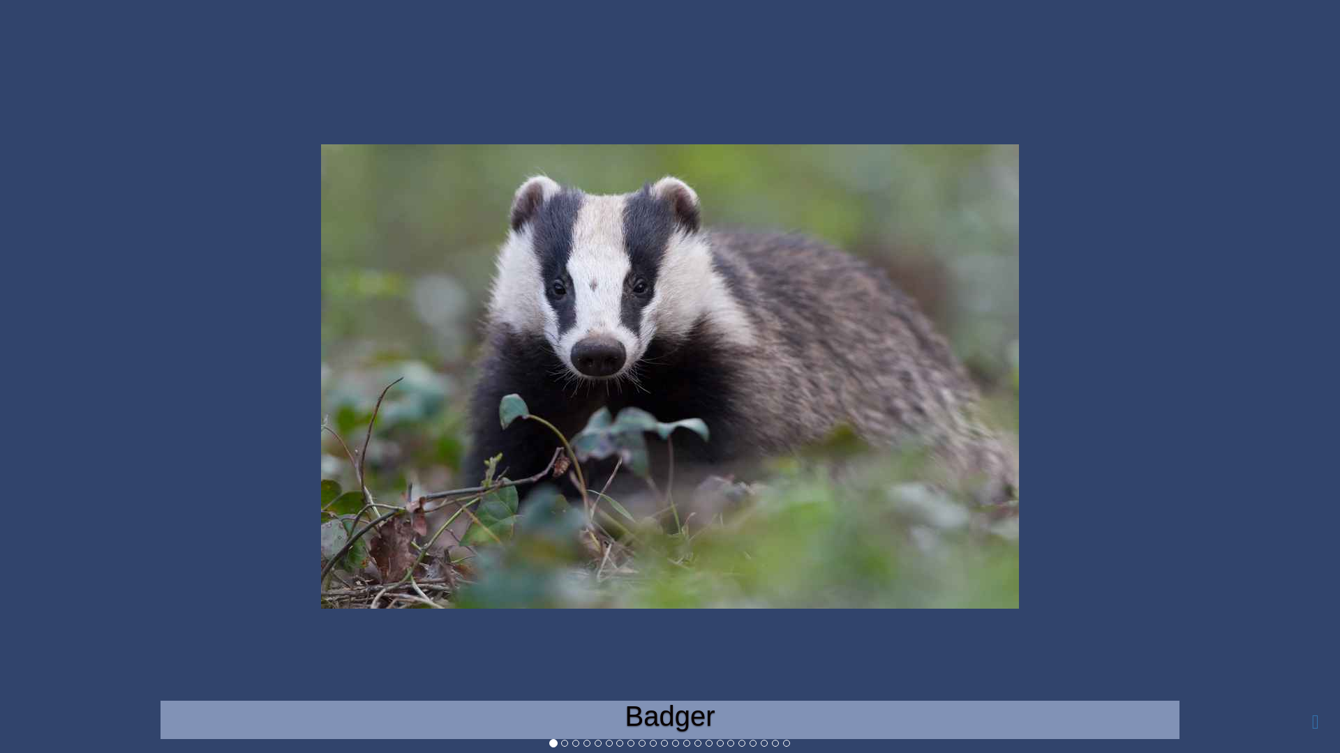 website screenshot of https://b38170d0-c0e5-cfaf-b432-a6670906801e-ci-qa.pages.dev/