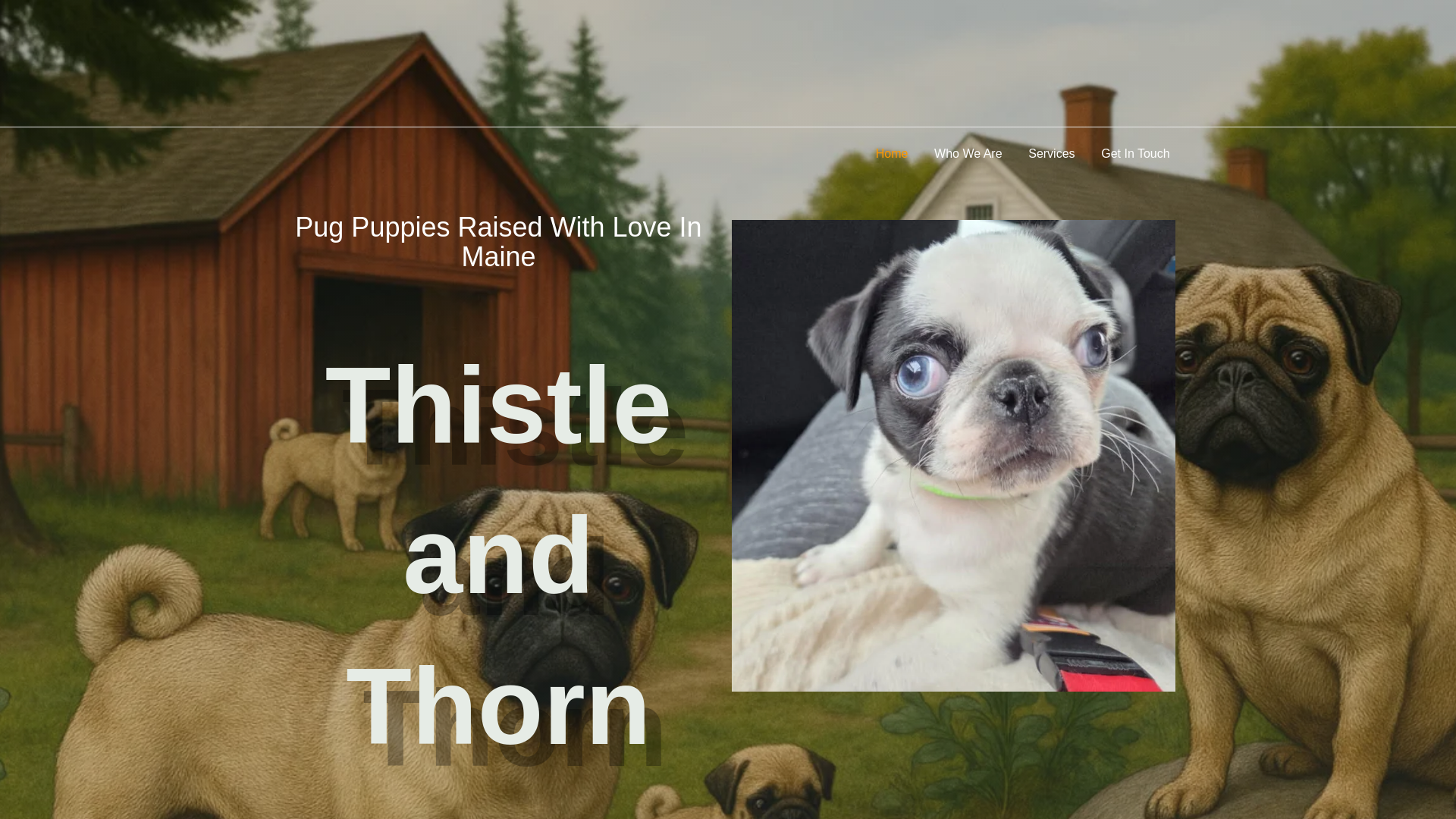 website screenshot of https://thistleandthornpugs.com/