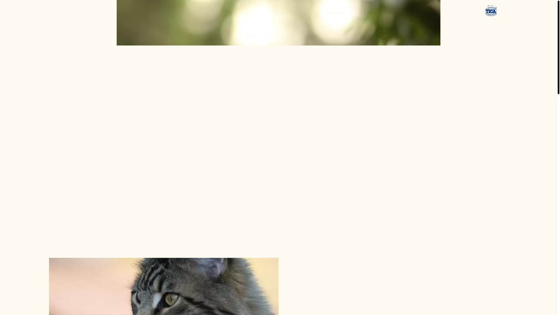 website screenshot of https://meowtaincoons.com/
