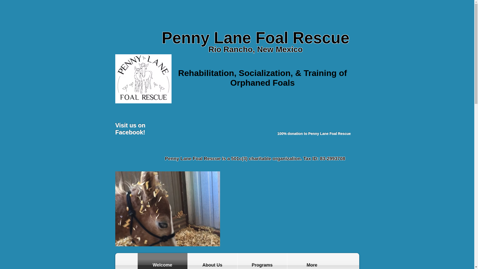 website screenshot of https://pennylanefoalrescue.com/