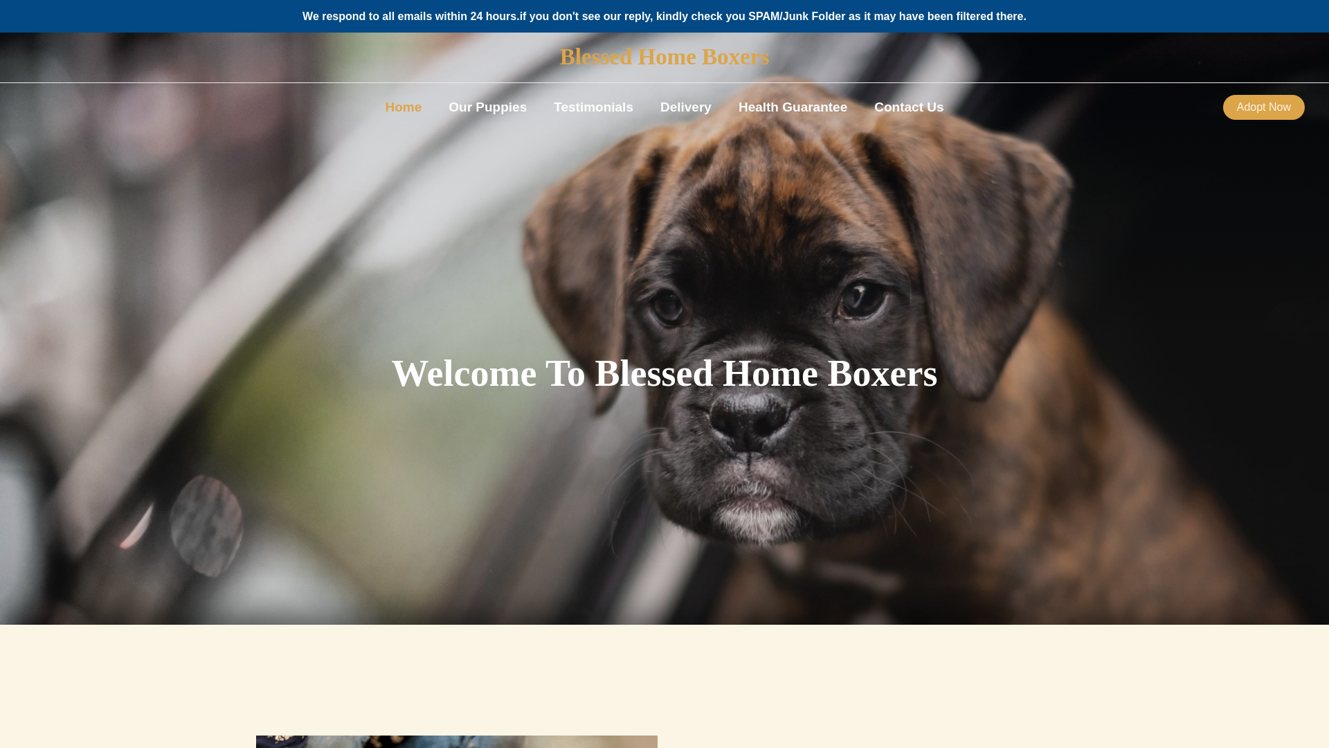 website screenshot of https://blessedhomeboxers.com