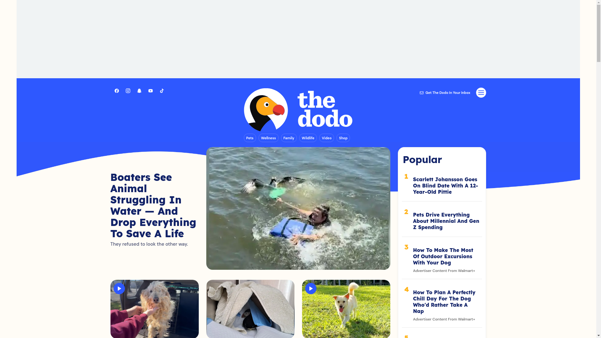 website screenshot of https://thedodo.com/