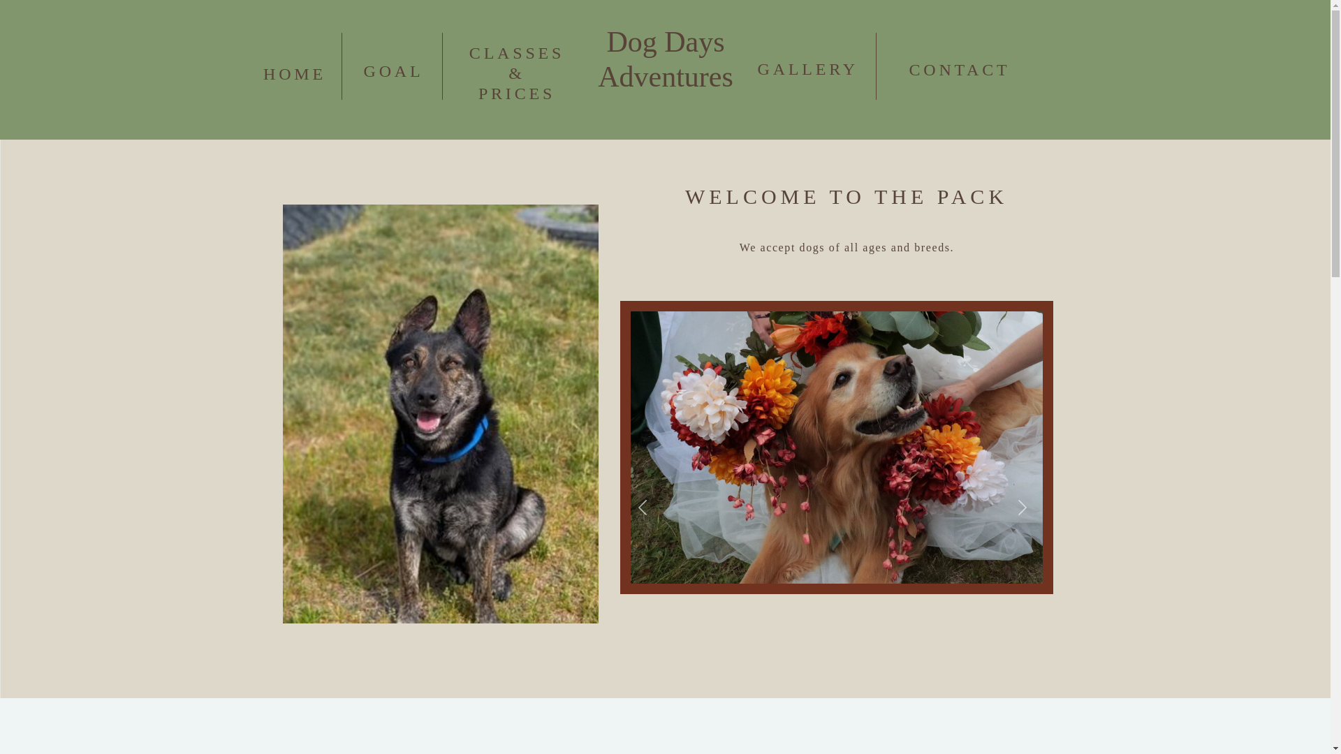 website screenshot of https://dogdaysadventures.ca/