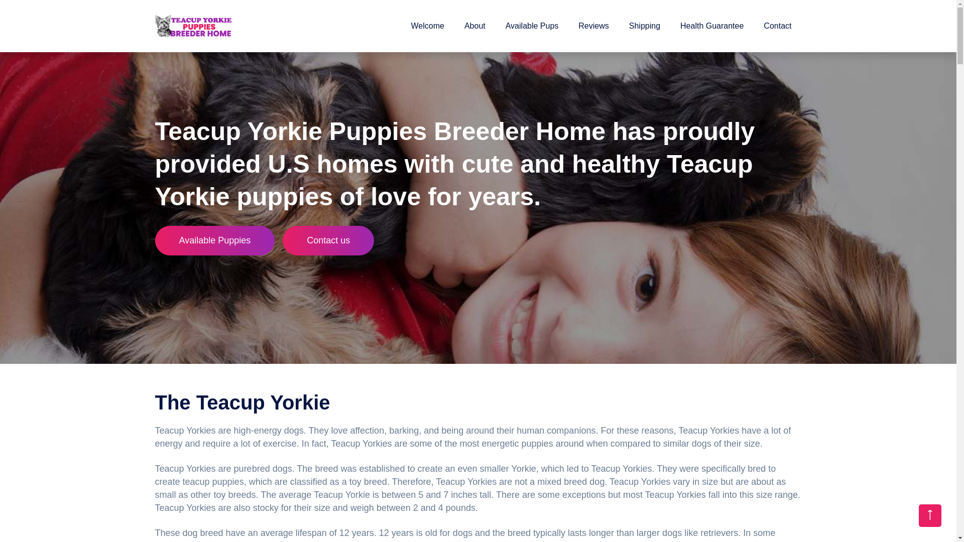 website screenshot of https://teacupyorkiepuppiesbreederhome.com/