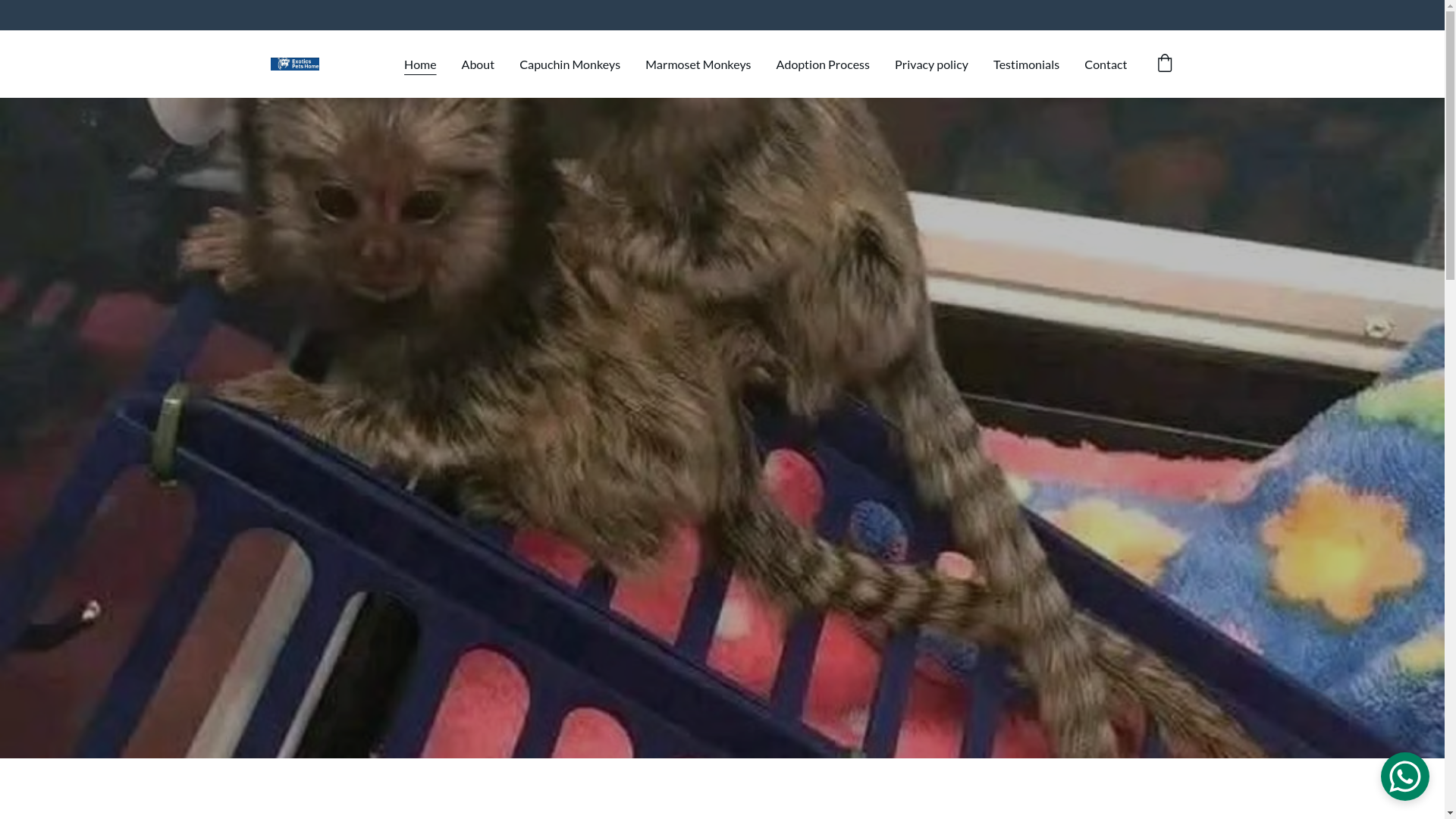 website screenshot of https://absoluteexoticpets.co.za/