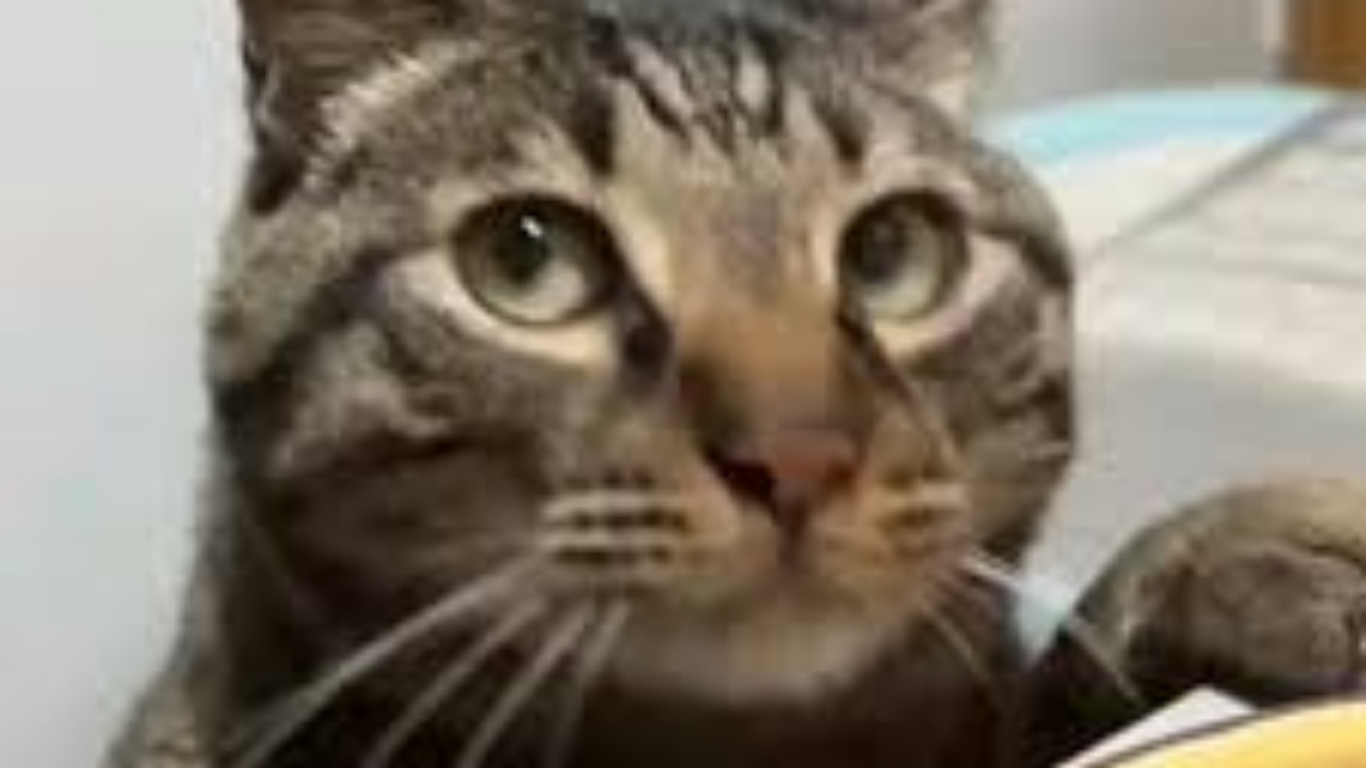 website screenshot of https://karduscoklat-rasamangga.pages.dev/