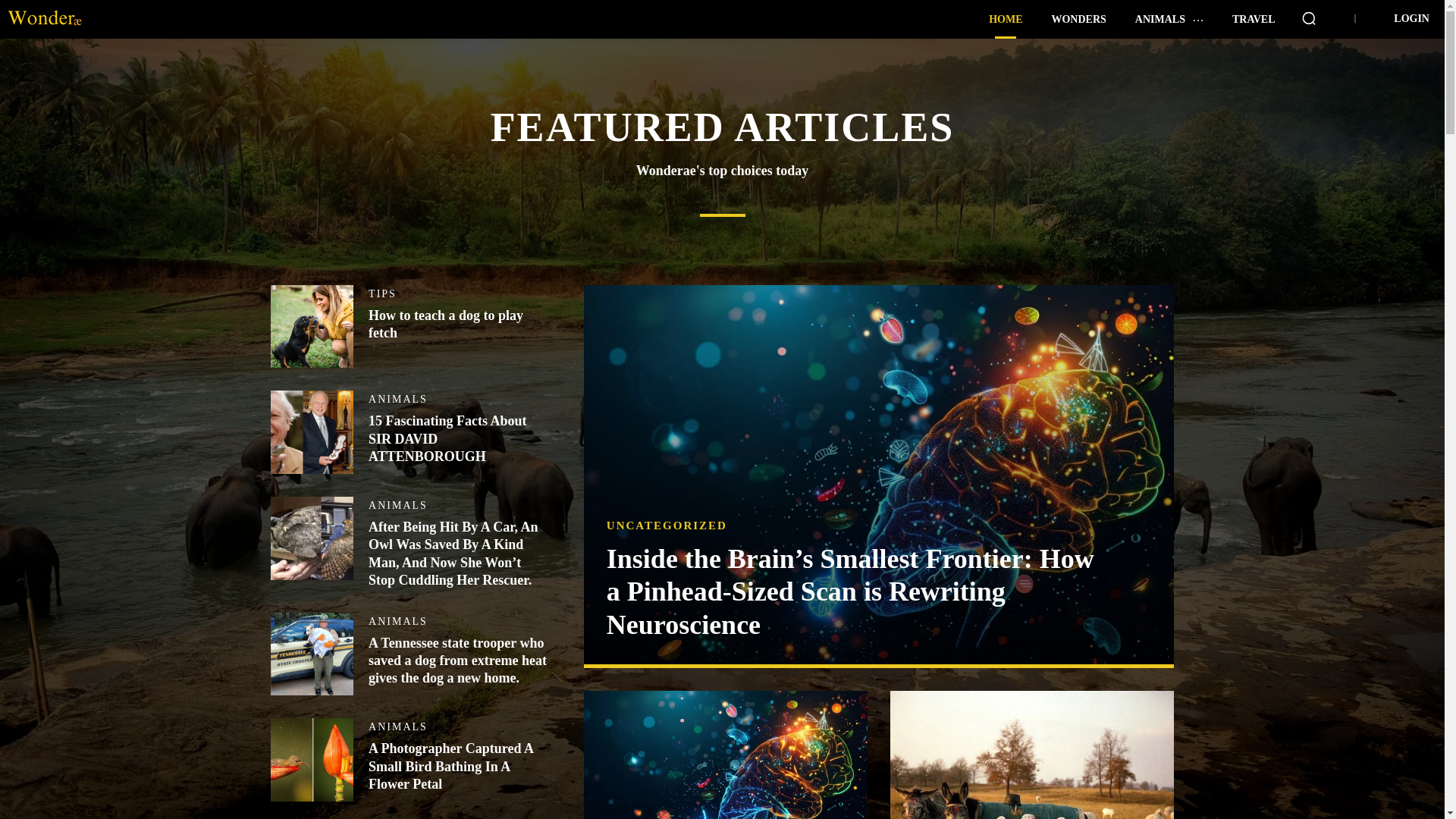 website screenshot of https://wonderae.com/